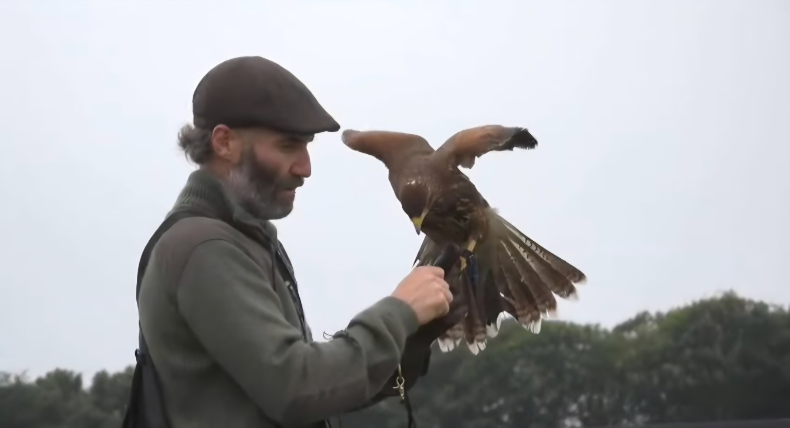 Trained Harris hawk used for bird deterrent services