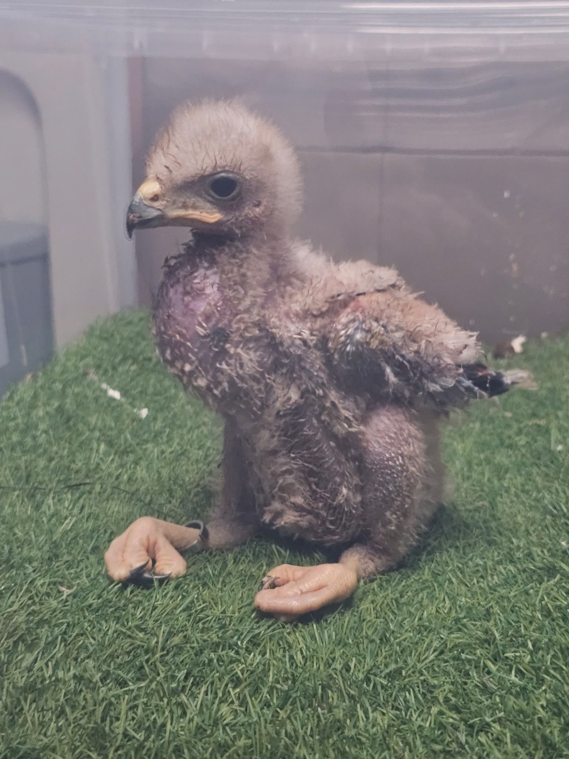Lucky, a young Harris hawk hatched by Hawk Eye The Noo