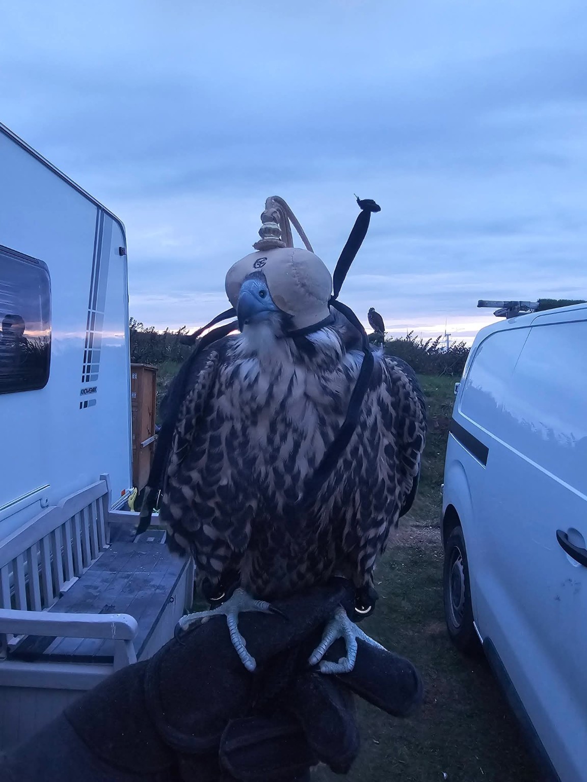 Peregrine falcon used for professional bird deterrence